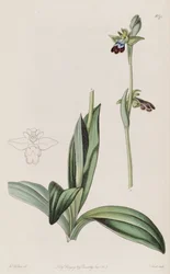 Illustration av ophrys fusca